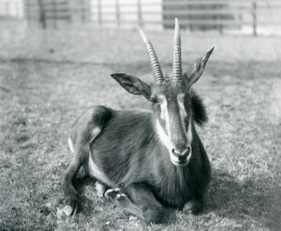 Un jeune antilope sable assis au zoo de Londres, vers 1912 - Frederick William Bond